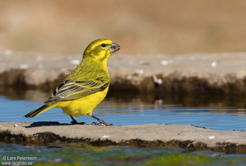 Serin de Sainte-Hélène