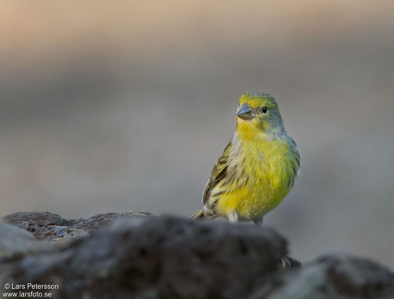 Atlantic Canary