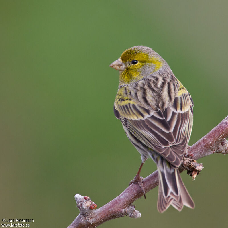 Serin des Canaries