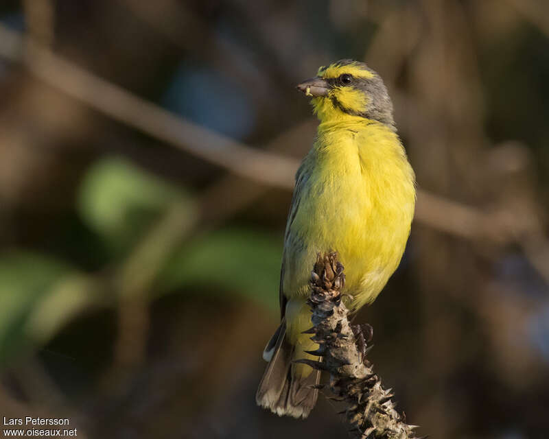 Serin du Mozambique mâle adulte, identification