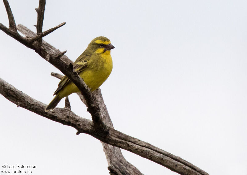 Yellow-fronted Canary