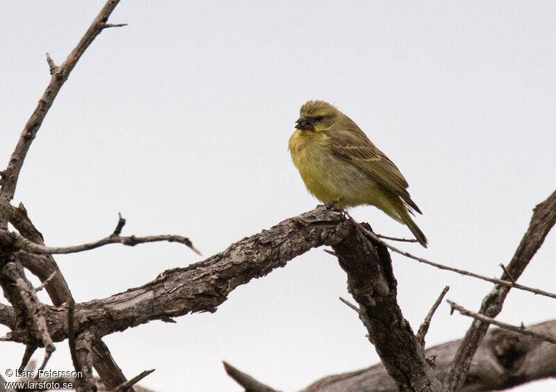 Serin du Mozambique