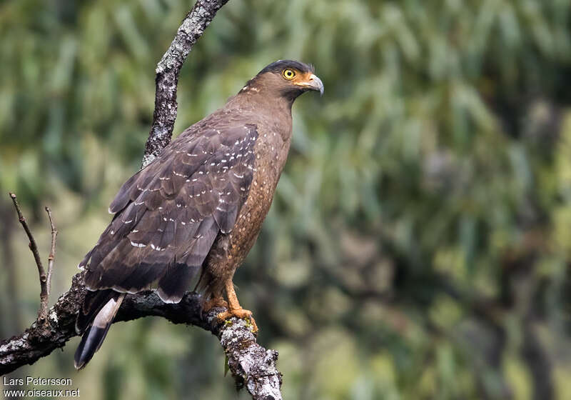 Serpentaire bachaadulte, identification