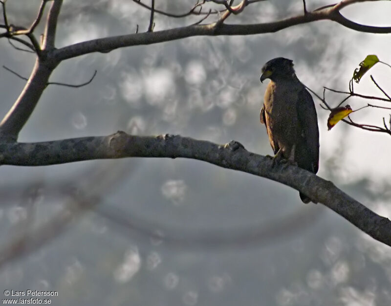 Crested Serpent Eagle