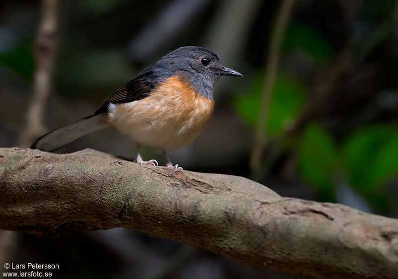 White-rumped Shama