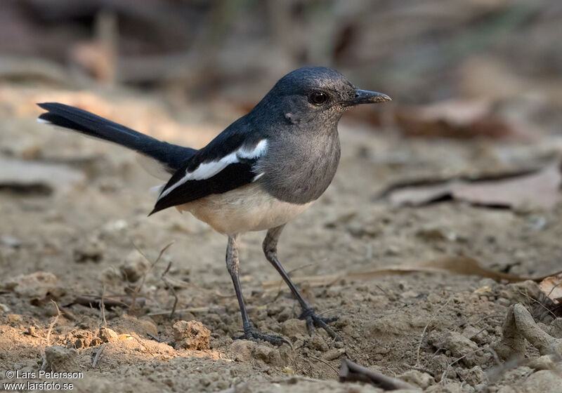 Oriental Magpie-Robin