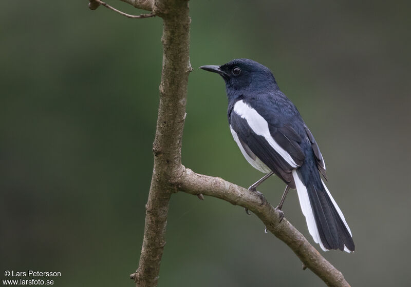 Oriental Magpie-Robin