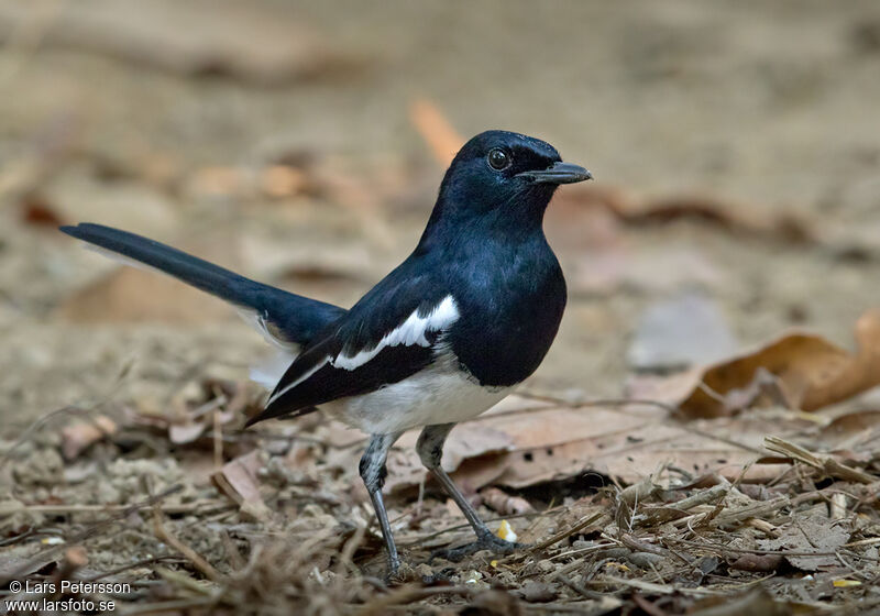 Oriental Magpie-Robin