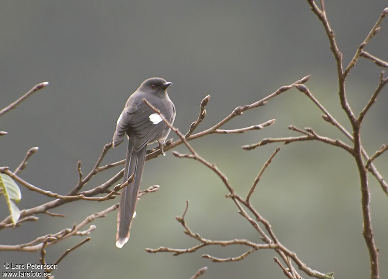 Long-tailed Sibia