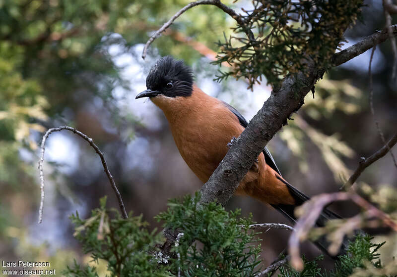 Rufous Sibiaadult, habitat