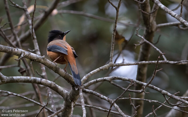 Rufous Sibia