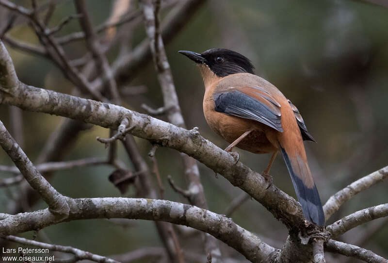 Sibia casquéeadulte