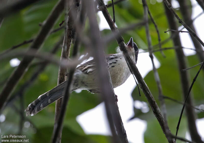 Sibia du Langbianadulte, identification