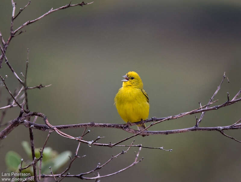 Stripe-tailed Yellow Finch male adult, identification