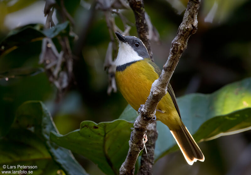 New Caledonian Whistler