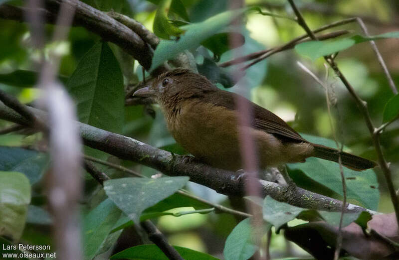 Waigeo Shrikethrush