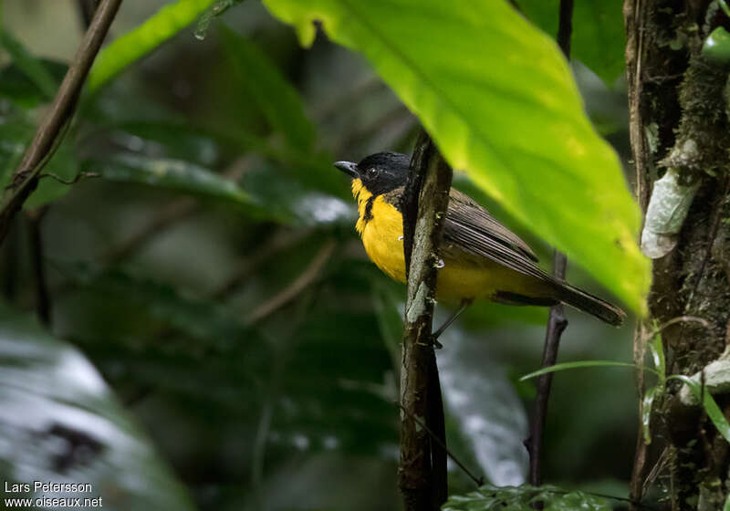 White-throated Fiji Whistler male adult, identification