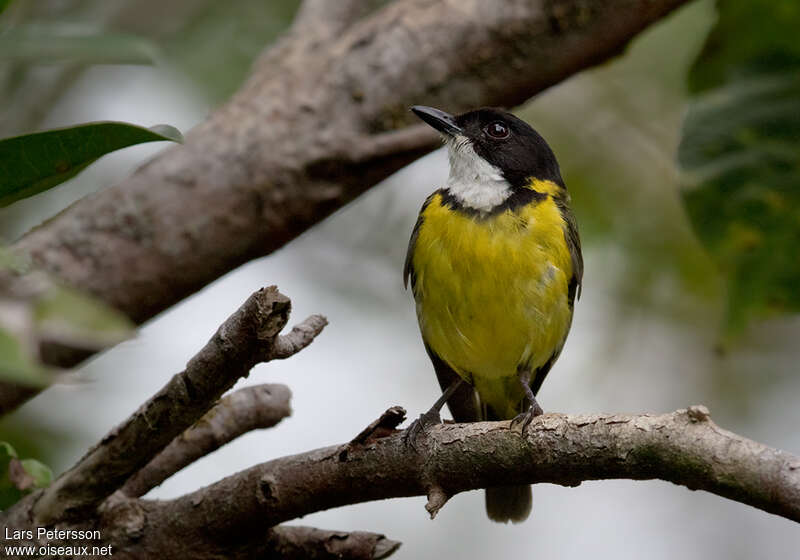 Fiji Whistler male adult, close-up portrait, pigmentation