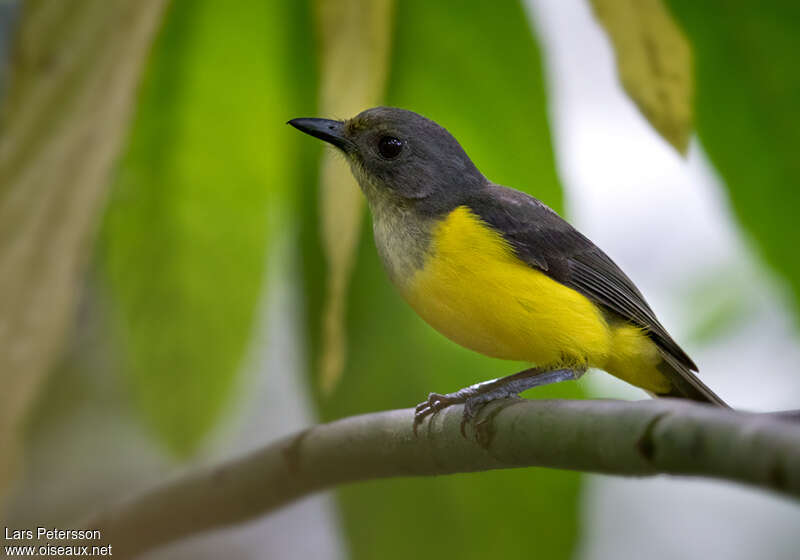 Samoan Whistler female adult, identification