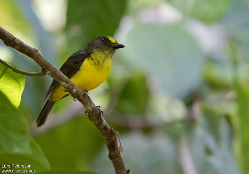 Siffleur des Samoa mâle