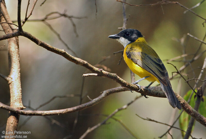 Rusty-breasted Whistler (fulvotincta)