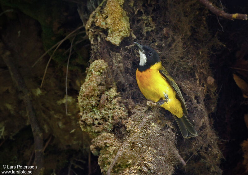 Rusty-breasted Whistler (fulvotincta)