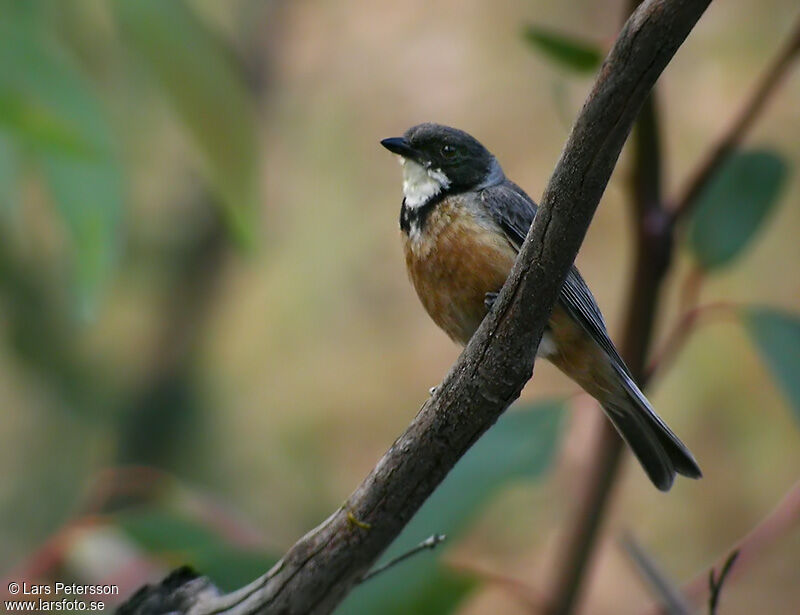 Rufous Whistler