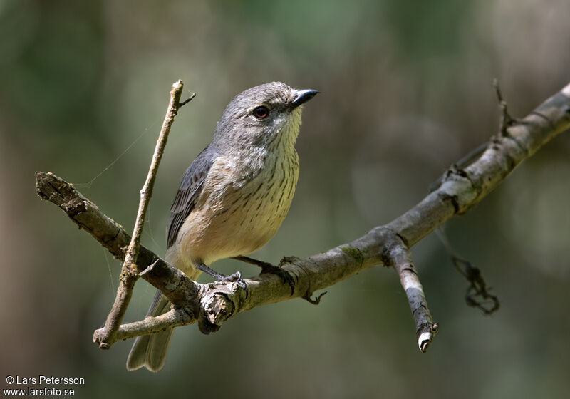 Rufous Whistler