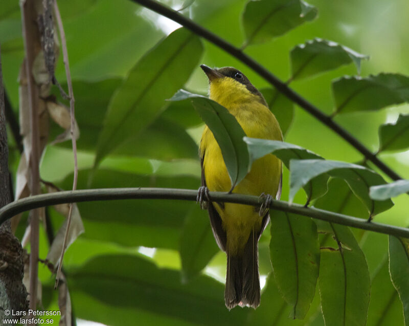 Oriole Whistler