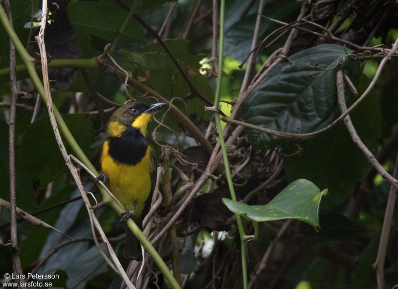 Oriole Whistler