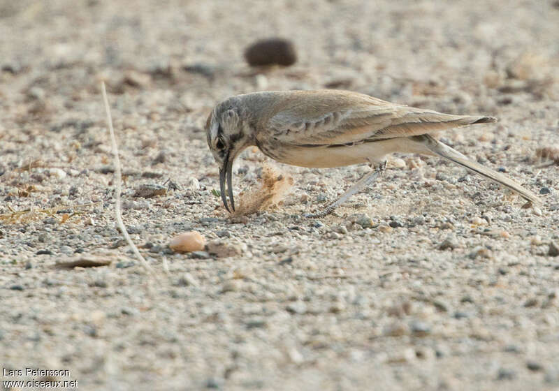 Sirli du désert, pêche/chasse