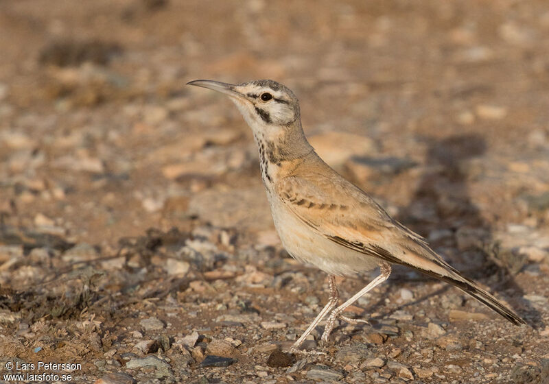 Greater Hoopoe-Lark