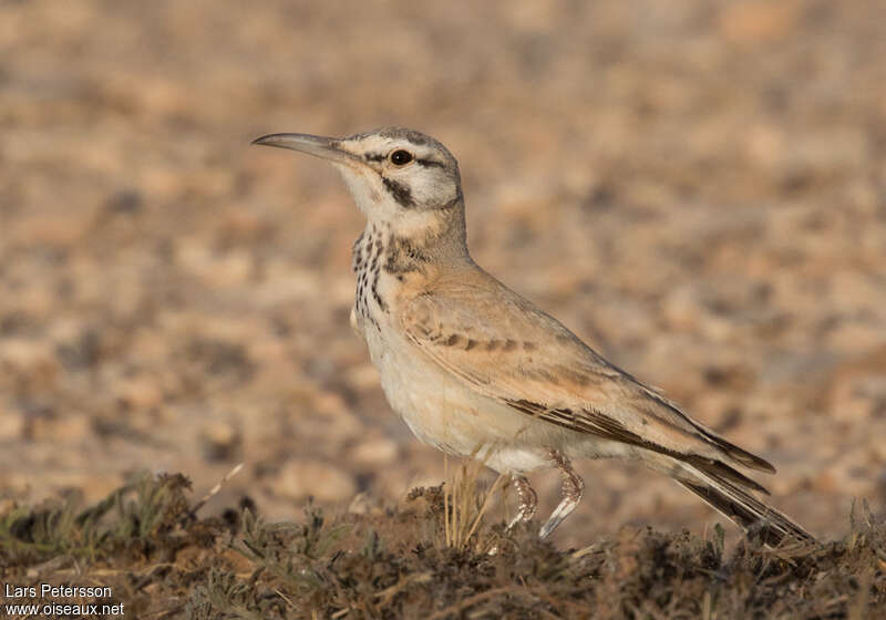 Sirli du désertadulte, identification