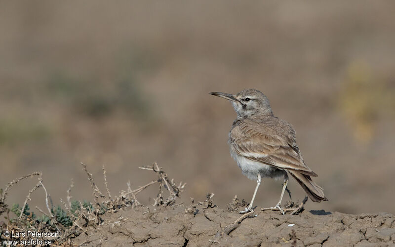 Greater Hoopoe-Lark