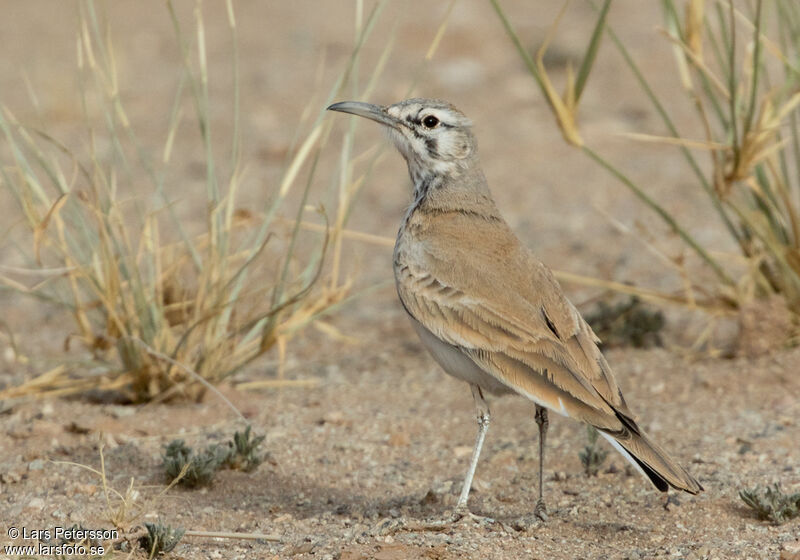 Greater Hoopoe-Lark