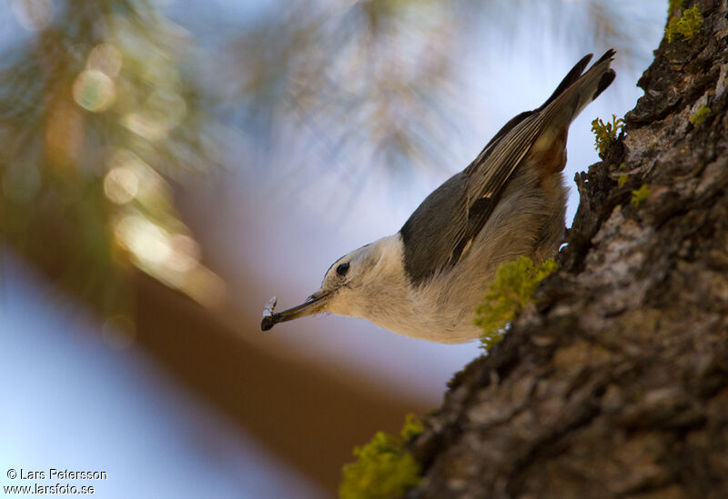 White-breasted Nuthatch