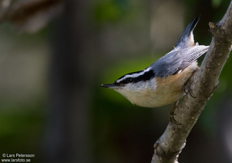 Red-breasted Nuthatch