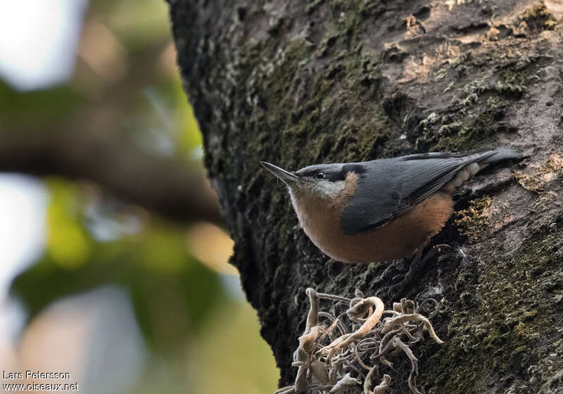 Sittelle de Blythadulte, identification