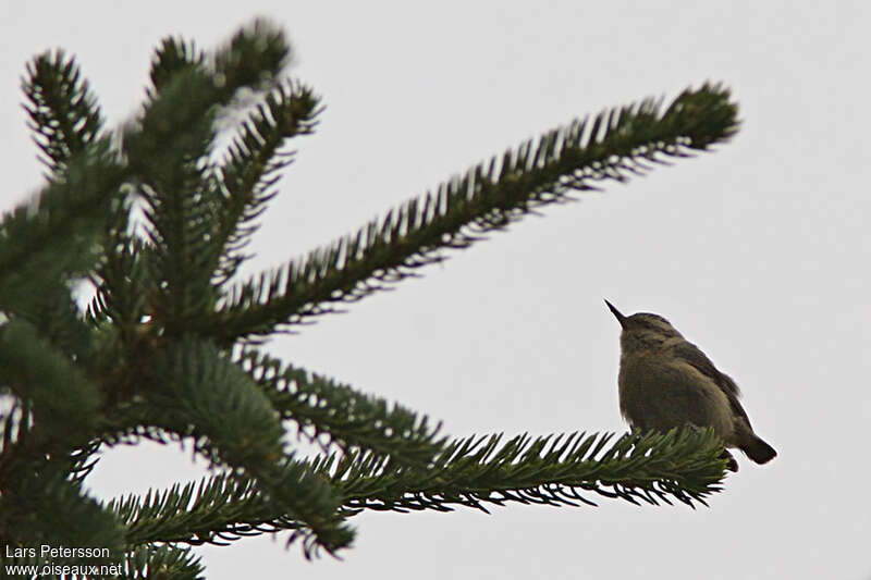 Chinese Nuthatch