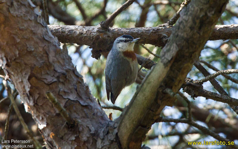 Sittelle de Krüperadulte, identification