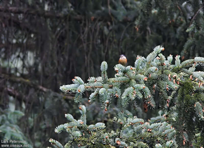 Sittelle de Przewalskiadulte, habitat