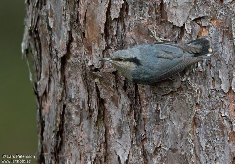 Chestnut-vented Nuthatch