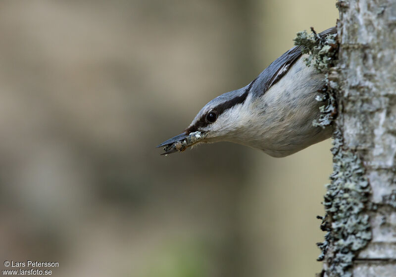 Eurasian Nuthatch