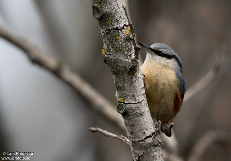 Eurasian Nuthatch