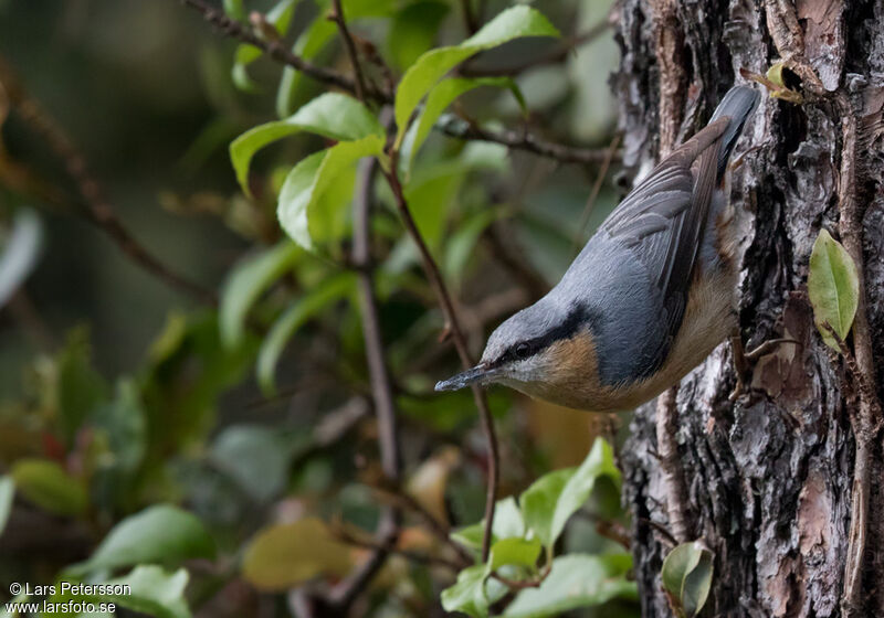 Eurasian Nuthatch