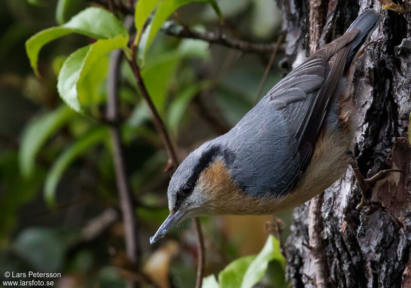 Eurasian Nuthatch