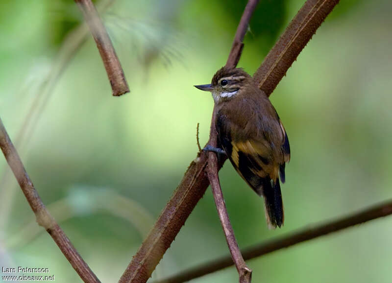 White-throated Xenopsadult, pigmentation, Behaviour