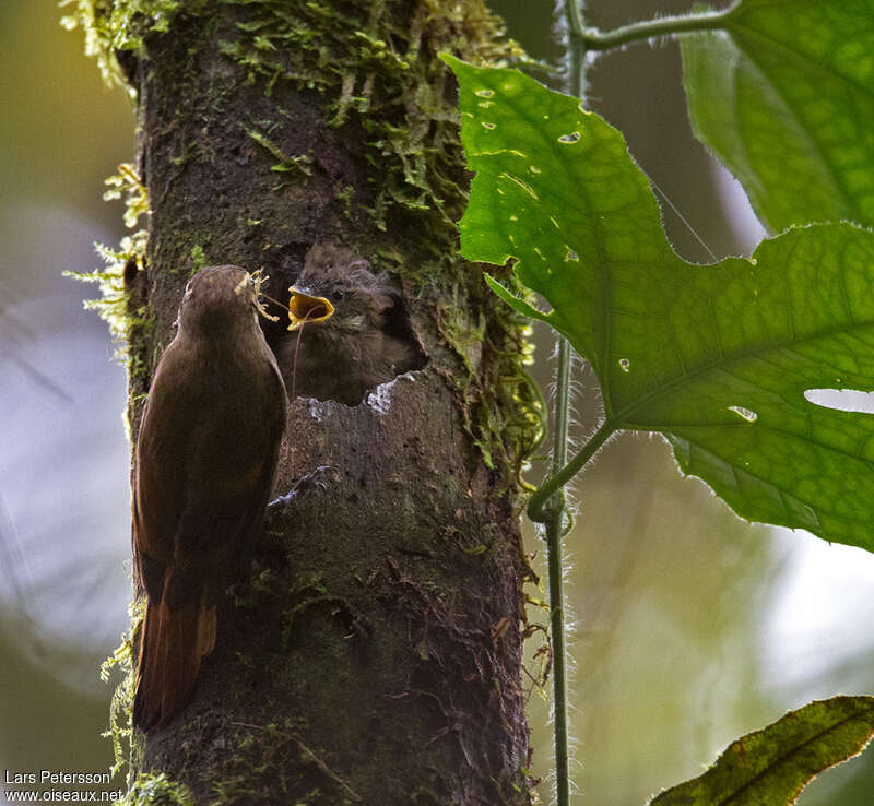 Amazonian Plain Xenops