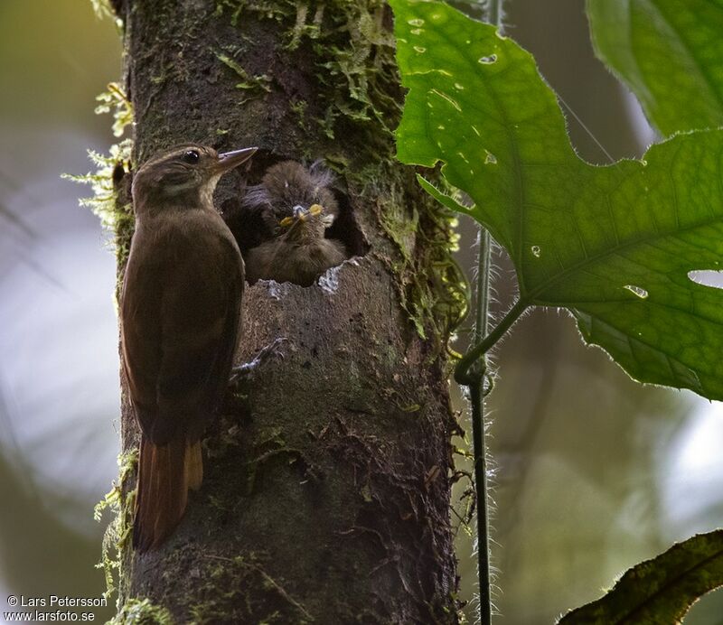 Plain Xenops, habitat, Reproduction-nesting