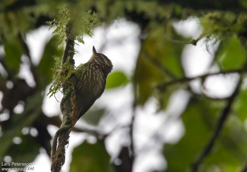 Streaked Xenops, Behaviour